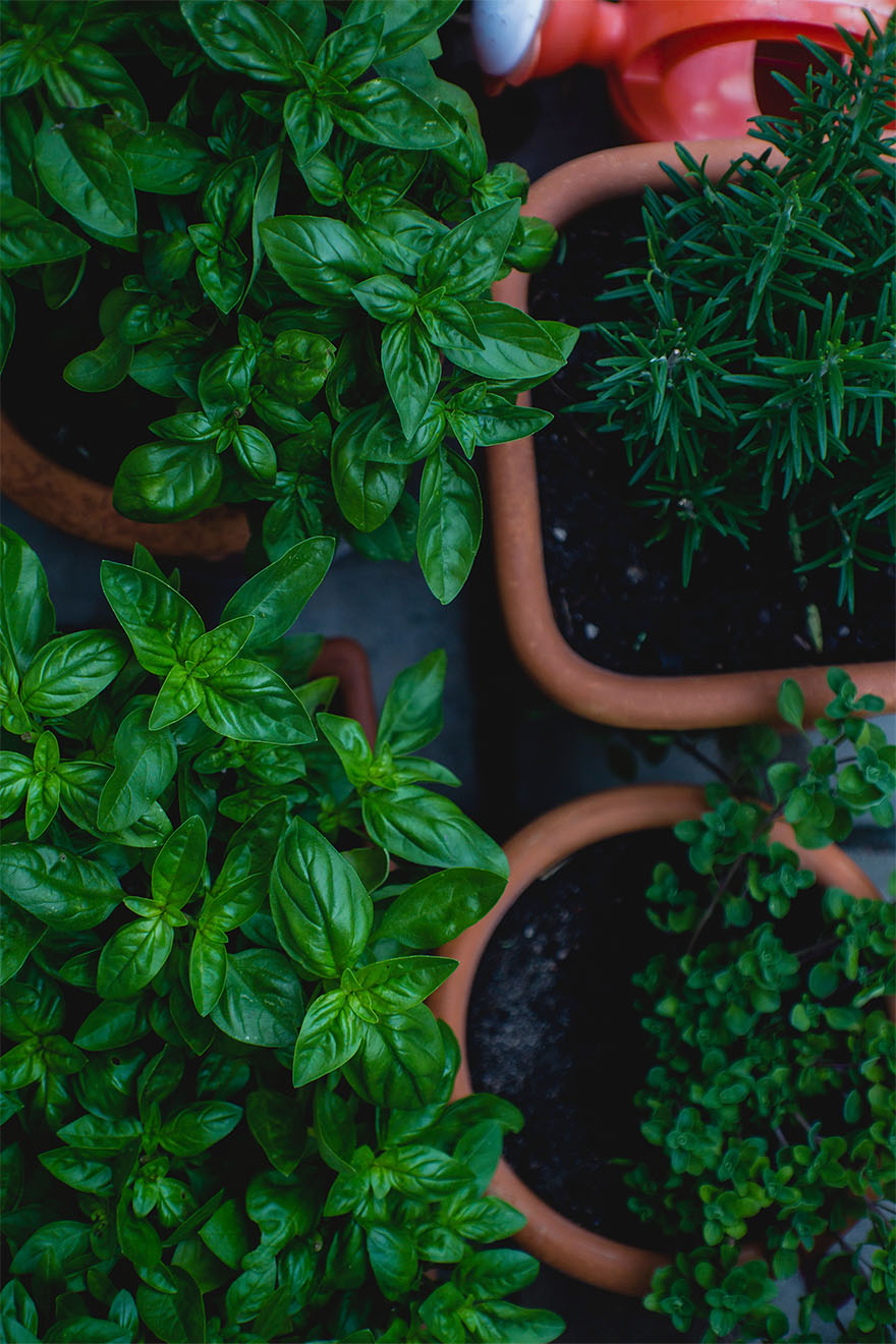 green plants in brown pots